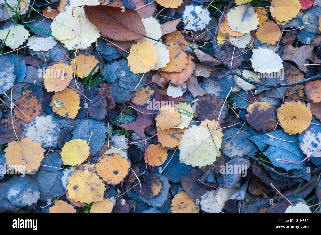 Abstract autumn leaf texture hi-res stock photography and images - Alamy