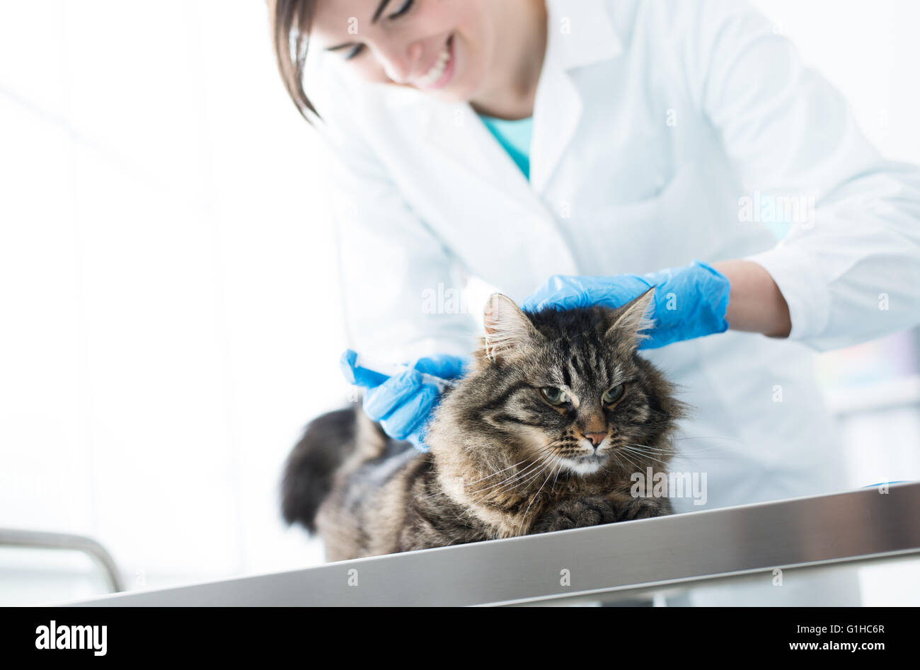 Veterinarian giving an injection to a cat on a surgical table, vaccination and prevention concept Stock Photo