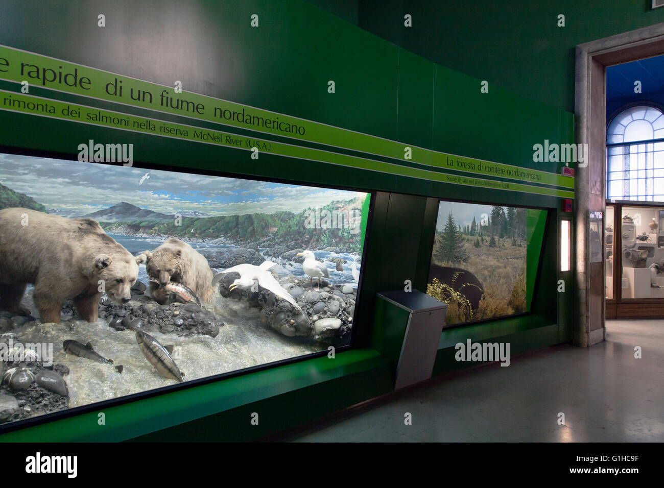 Natural museum history, stuffed animals in glass cases: bears along a river hunting for salmons Stock Photo