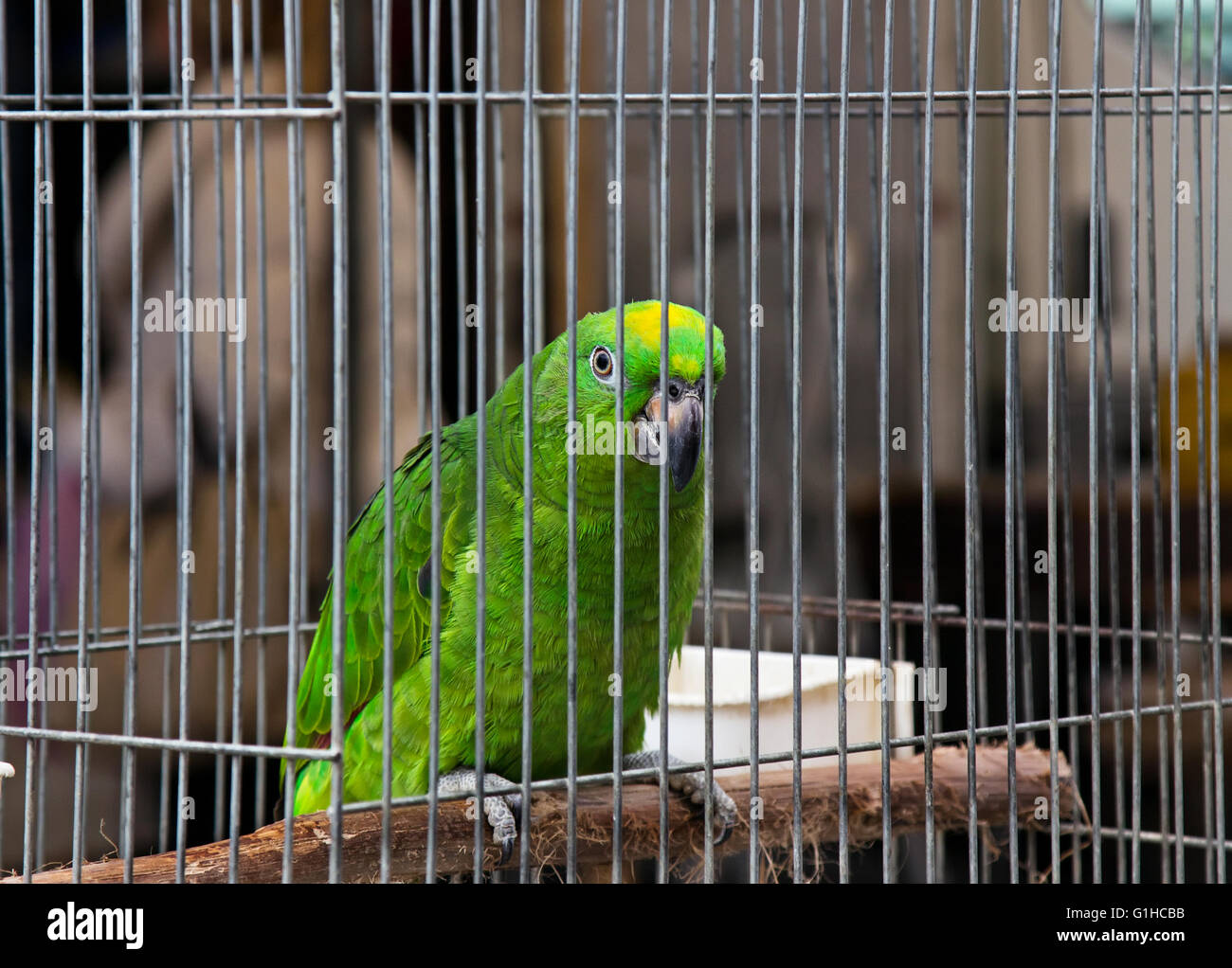 Big green parrot (Amazona) is sitting in the cage on pet market Stock Photo