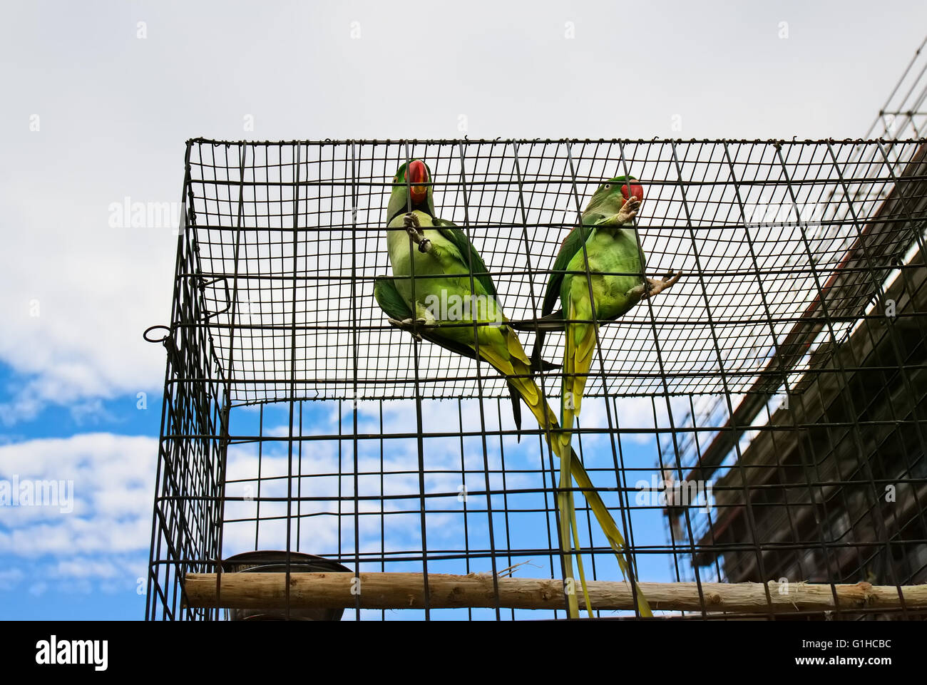 Couple of big green parrots (Alexandrine parakeet) is sitting in the cage on pet market, on sky background Stock Photo