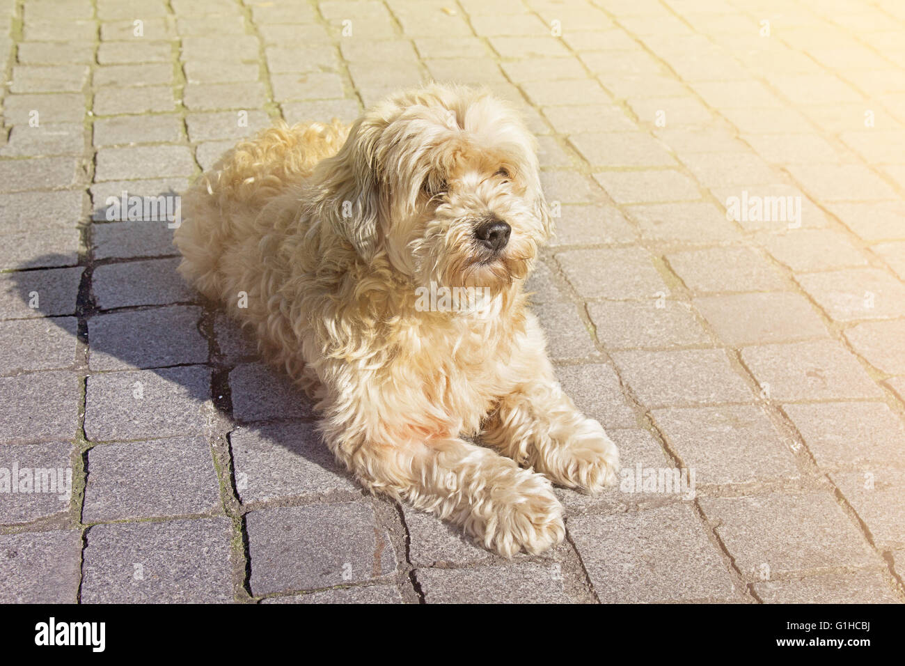 Cute tan boomer dog in sunny day outdoors Stock Photo
