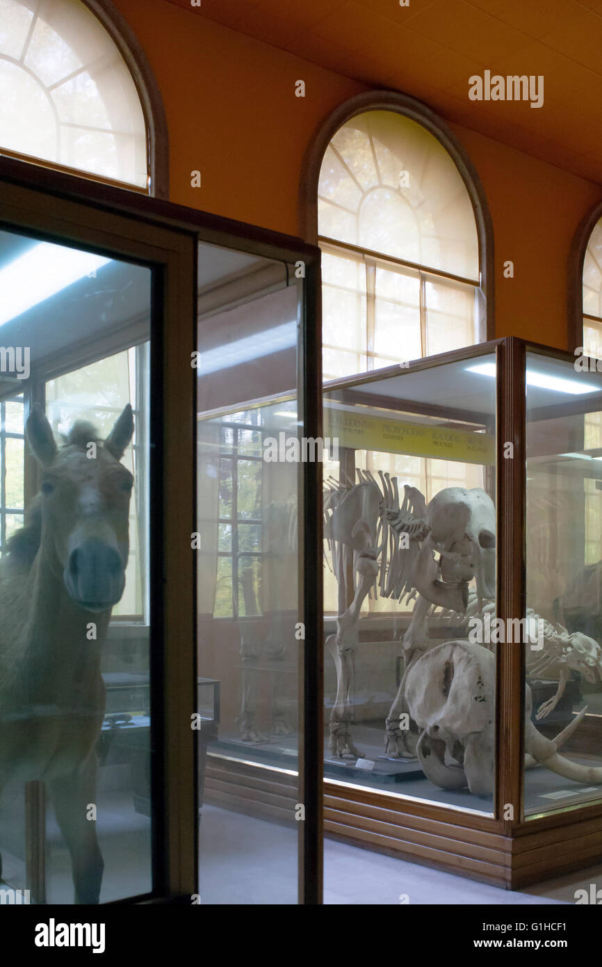 Natural museum history, stuffed animals in glass cases: donkey, Stock Photo