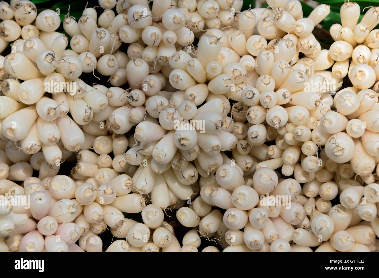Wild onions hires stock photography and images Alamy