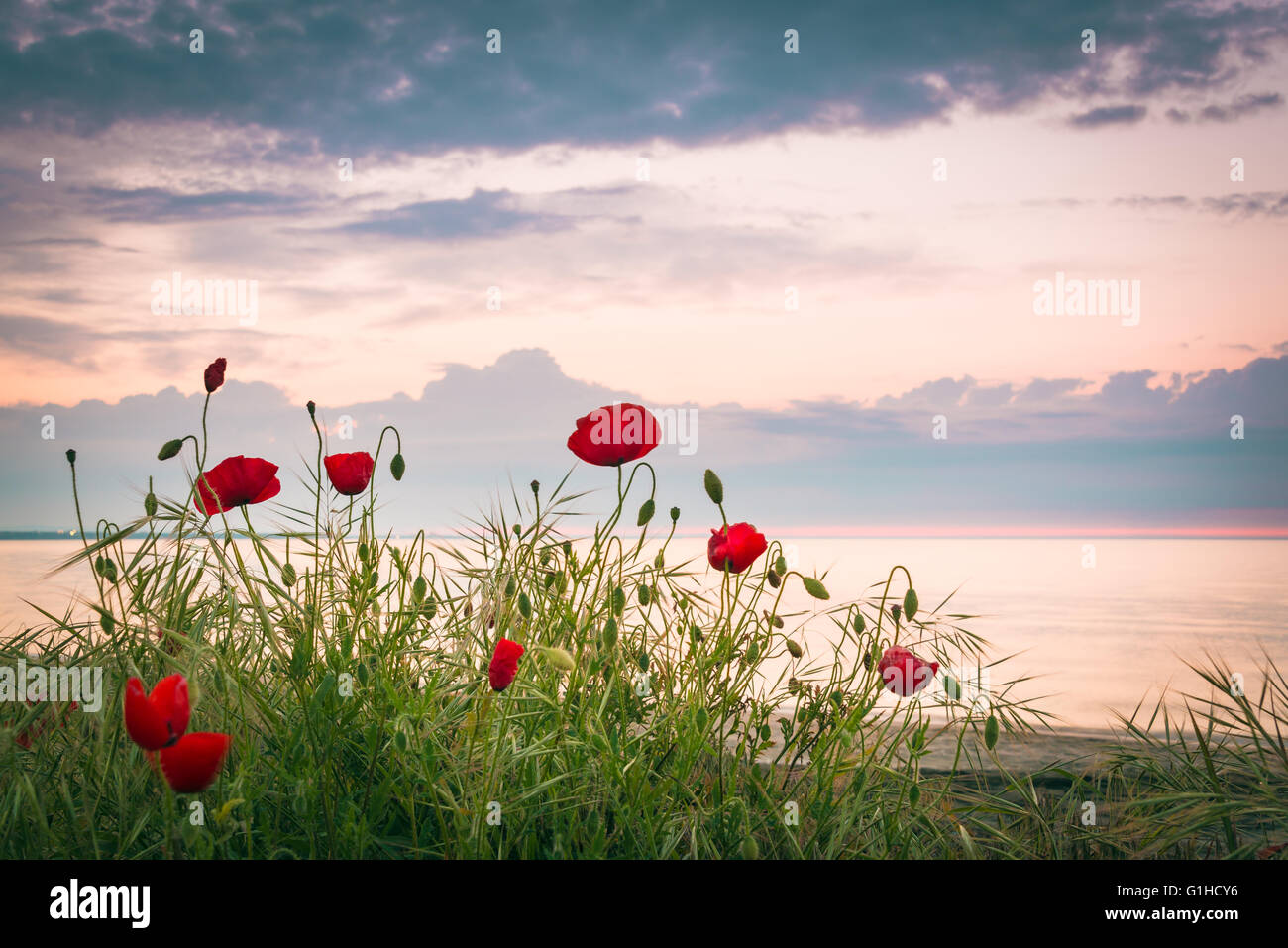 Poppies on the sea shore at sunrise Stock Photo
