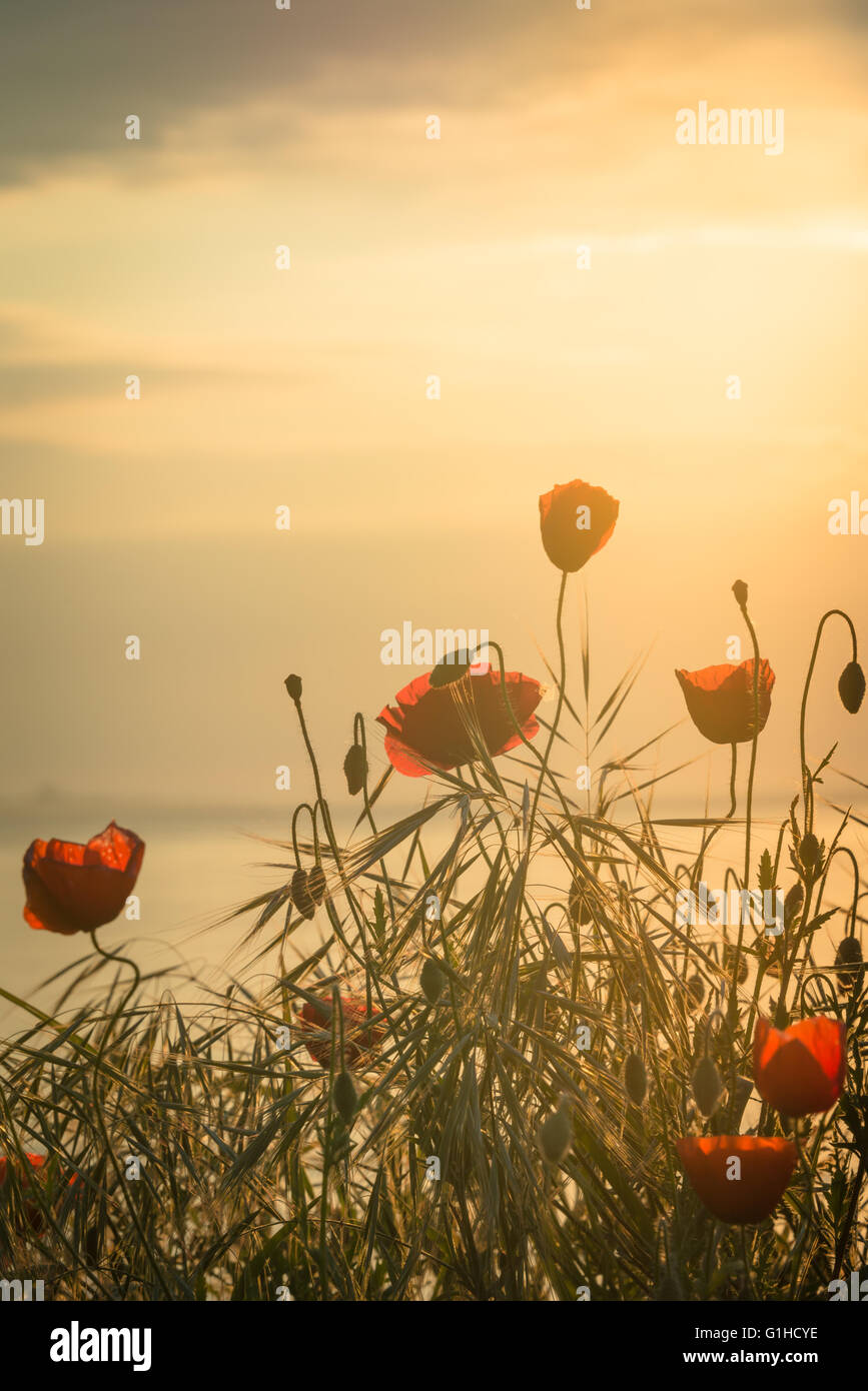 Poppies on the sea shore at sunrise. Vintage style. Stock Photo