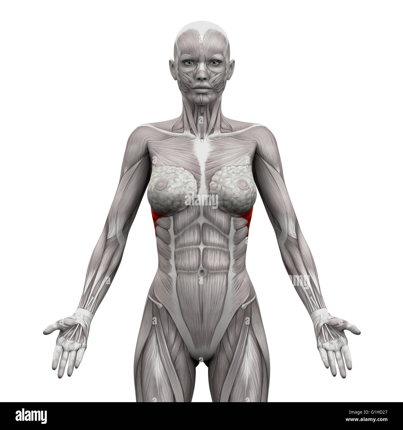 Serratus Anterior Muscles - Anatomy Muscles isolated on white - 3D illustration Stock Photo
