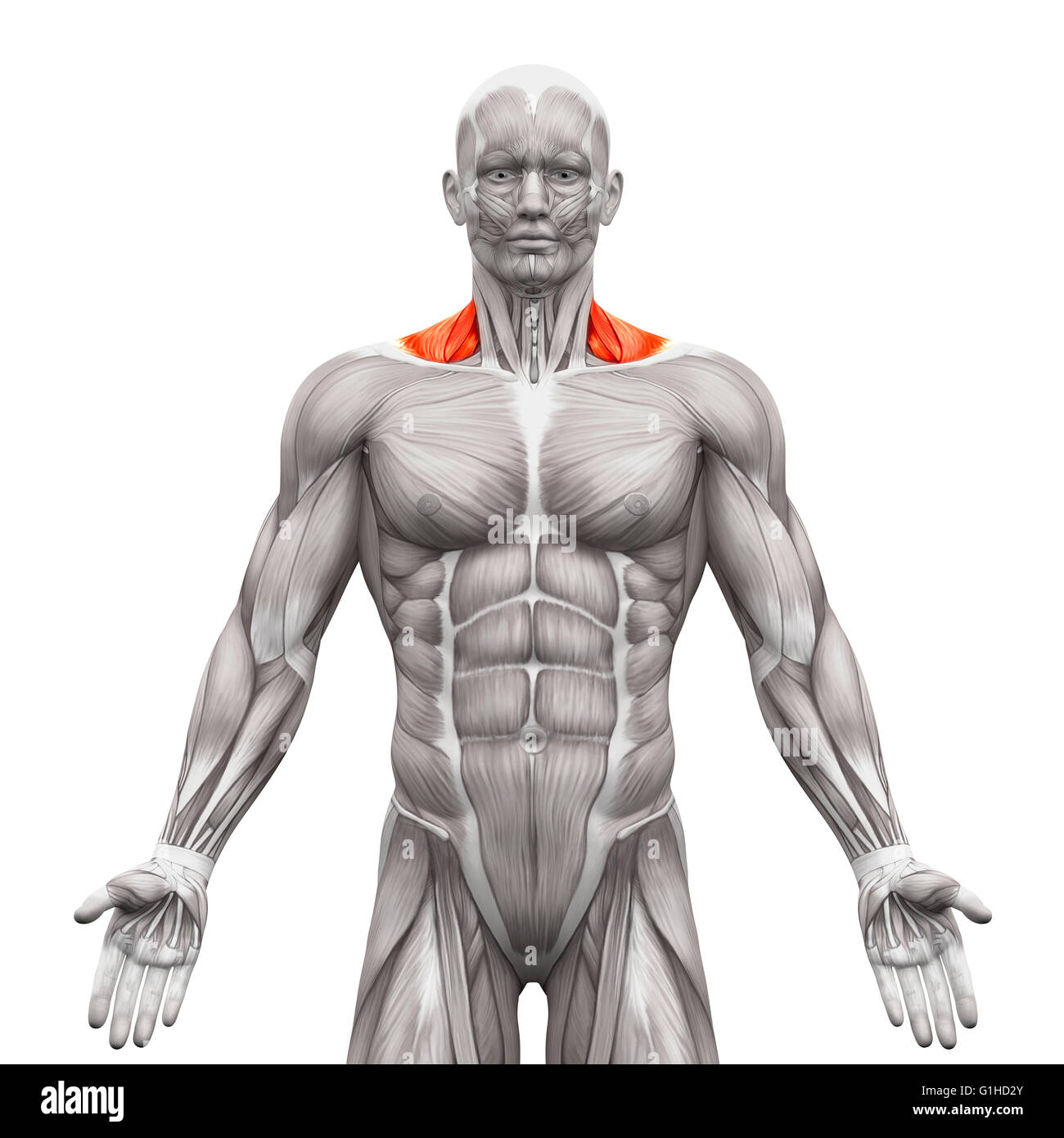 Trapezius Front Neck Muscles - Anatomy Muscles isolated on white - 3D illustration Stock Photo