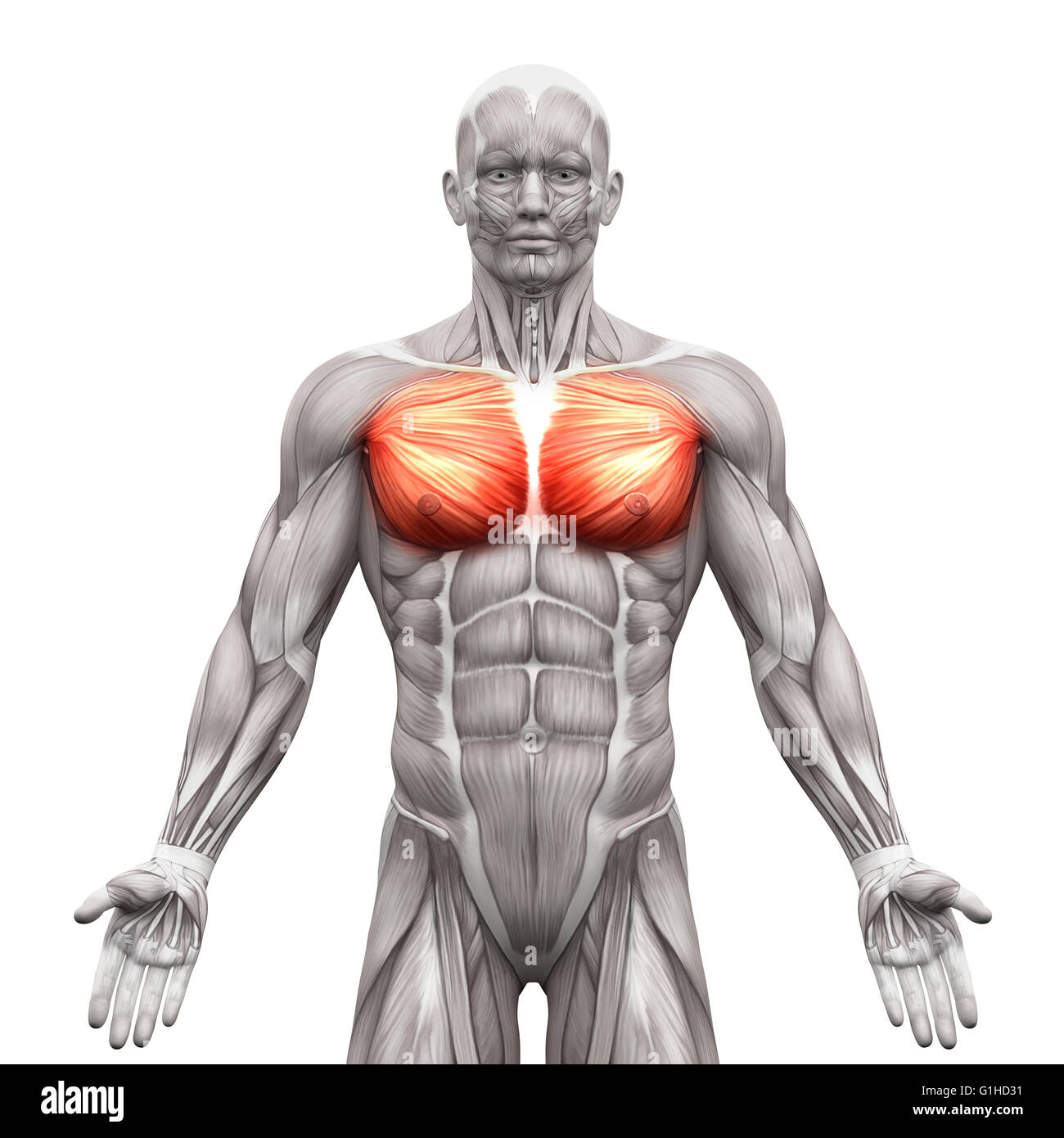 Chest Muscles Pectoralis Major And Minor Anatomy Muscles Isolated Chest Muscles Pectoralis Major And Minor Anatomy Muscles Isolated