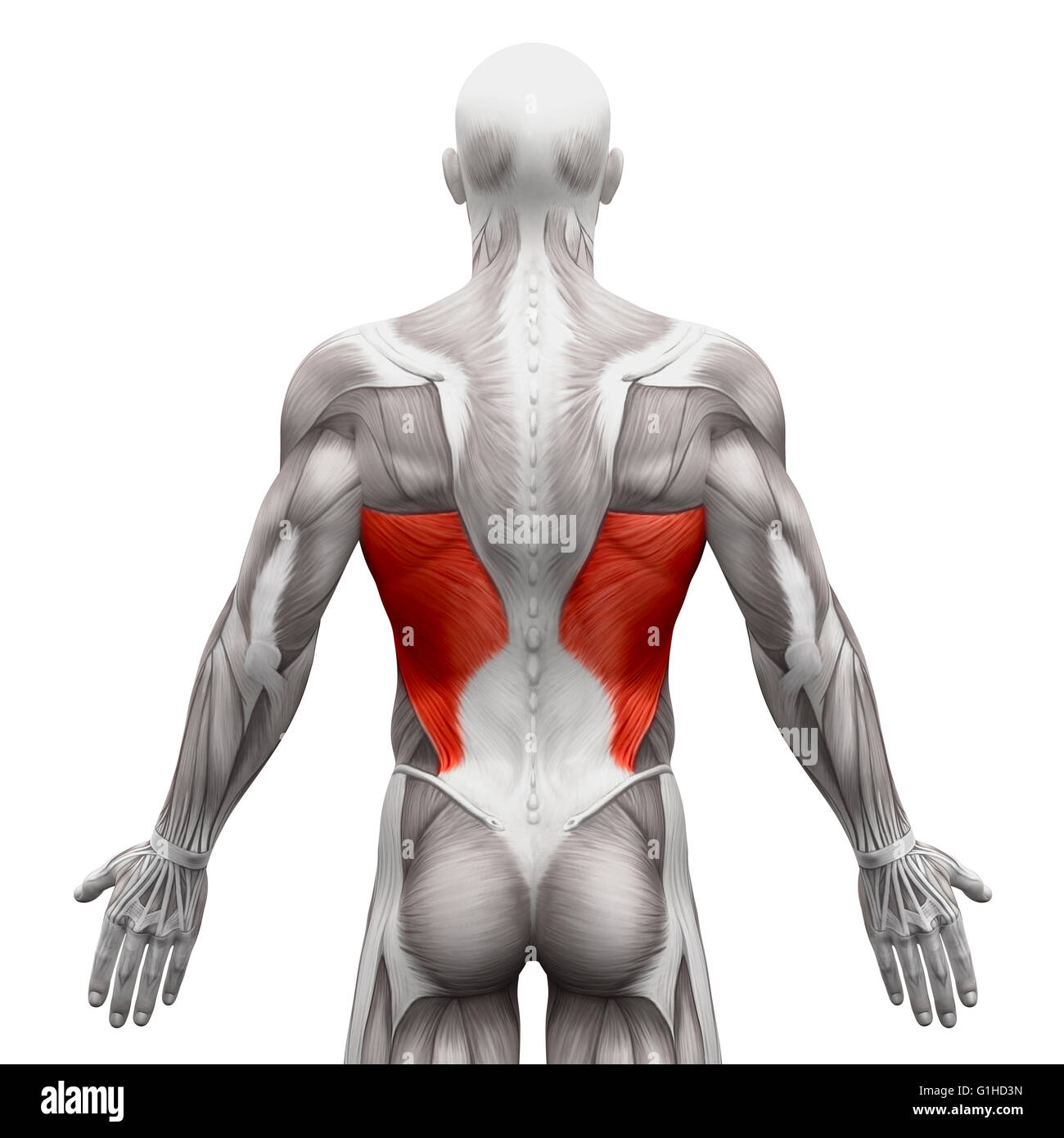 Illustration of Back Muscles - Stock Image - F031/5253 - Science Photo  Library