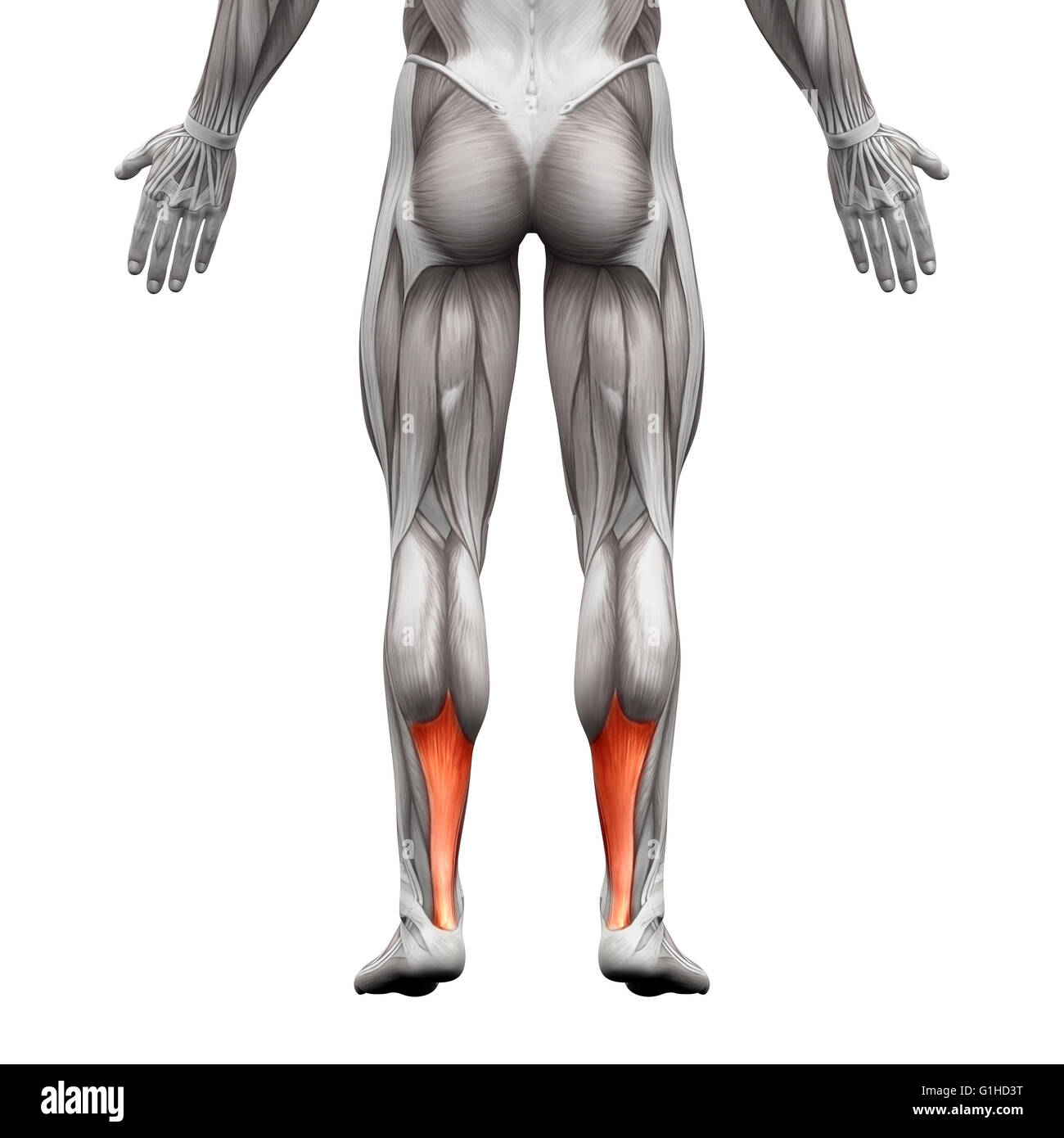 Achilles Tendon - Anatomy Muscle - isolated on white - 3D illustration Stock Photo