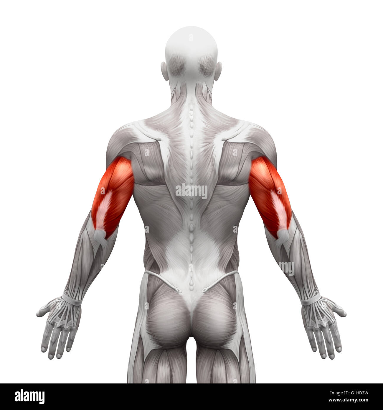 Illustration triceps muscles hi-res stock photography and images - Alamy