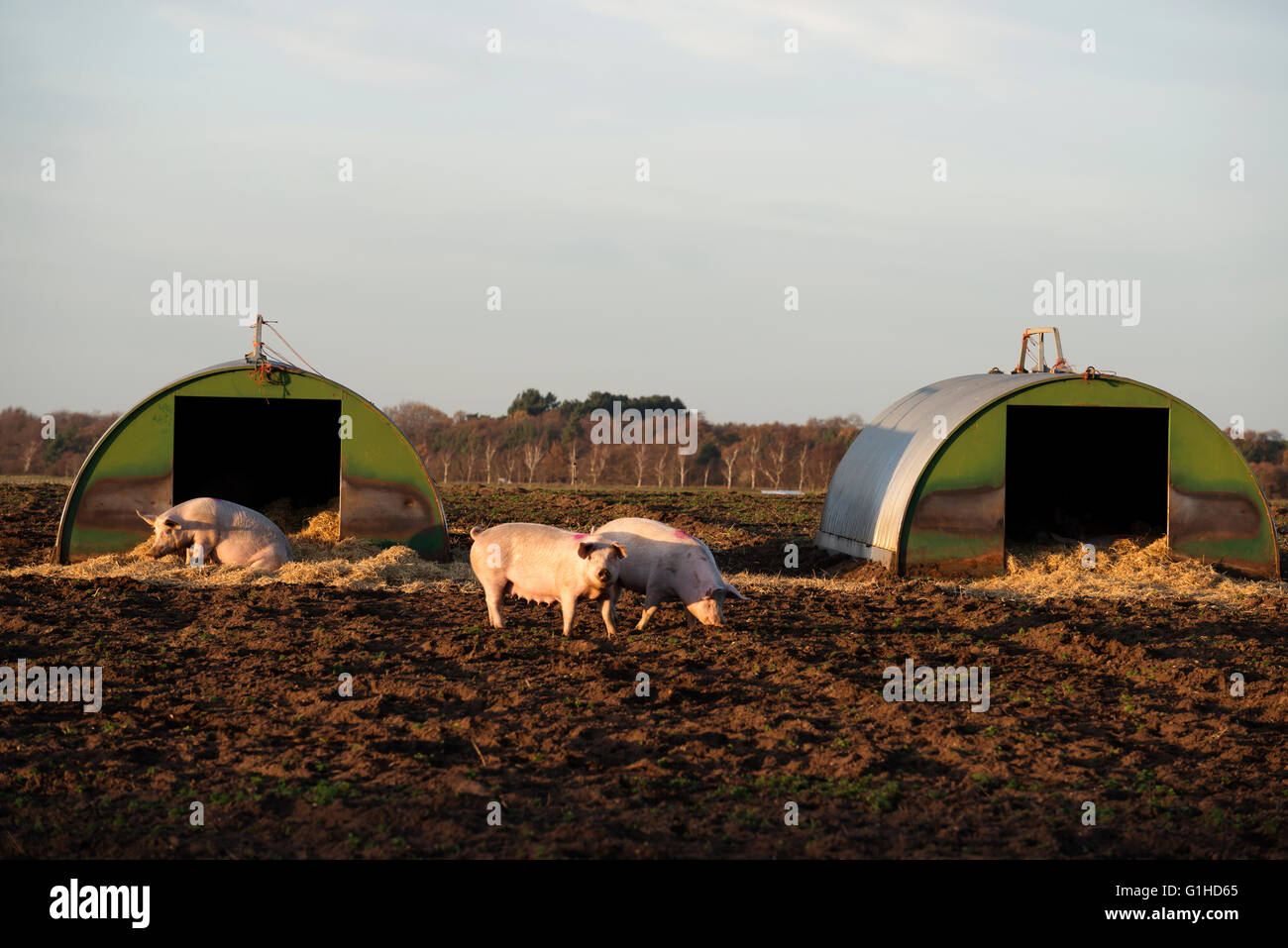 Outdoor pig pens, Sutton Heath, Suffolk, UK Stock Photo - Alamy