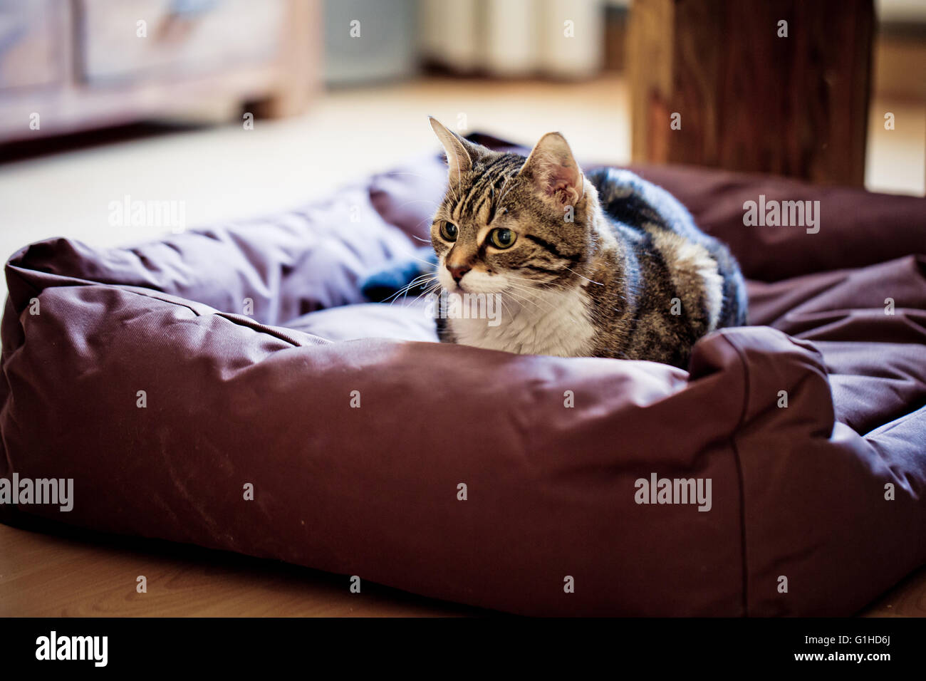Portrait of House cat resting on dogs bed Stock Photo Alamy