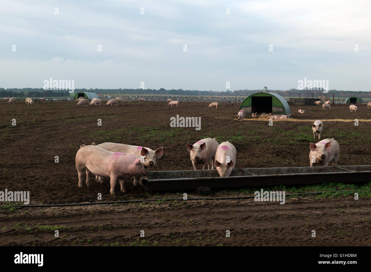 Outdoor pig pens, Sutton Heath, Suffolk, UK Stock Photo - Alamy