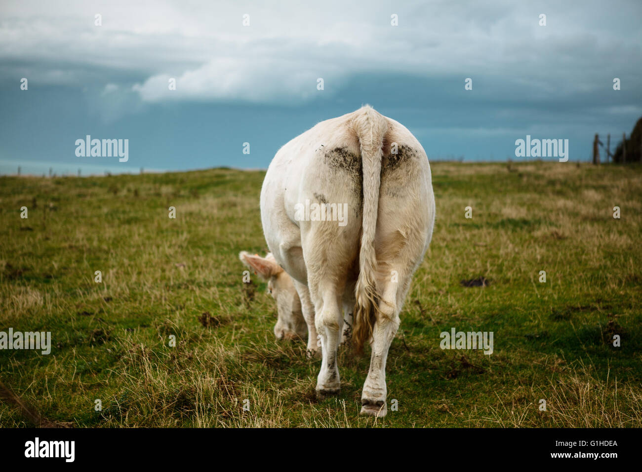 Grazing french Charolais Cattle on the range near the cliffs in Normandy, France Stock Photo