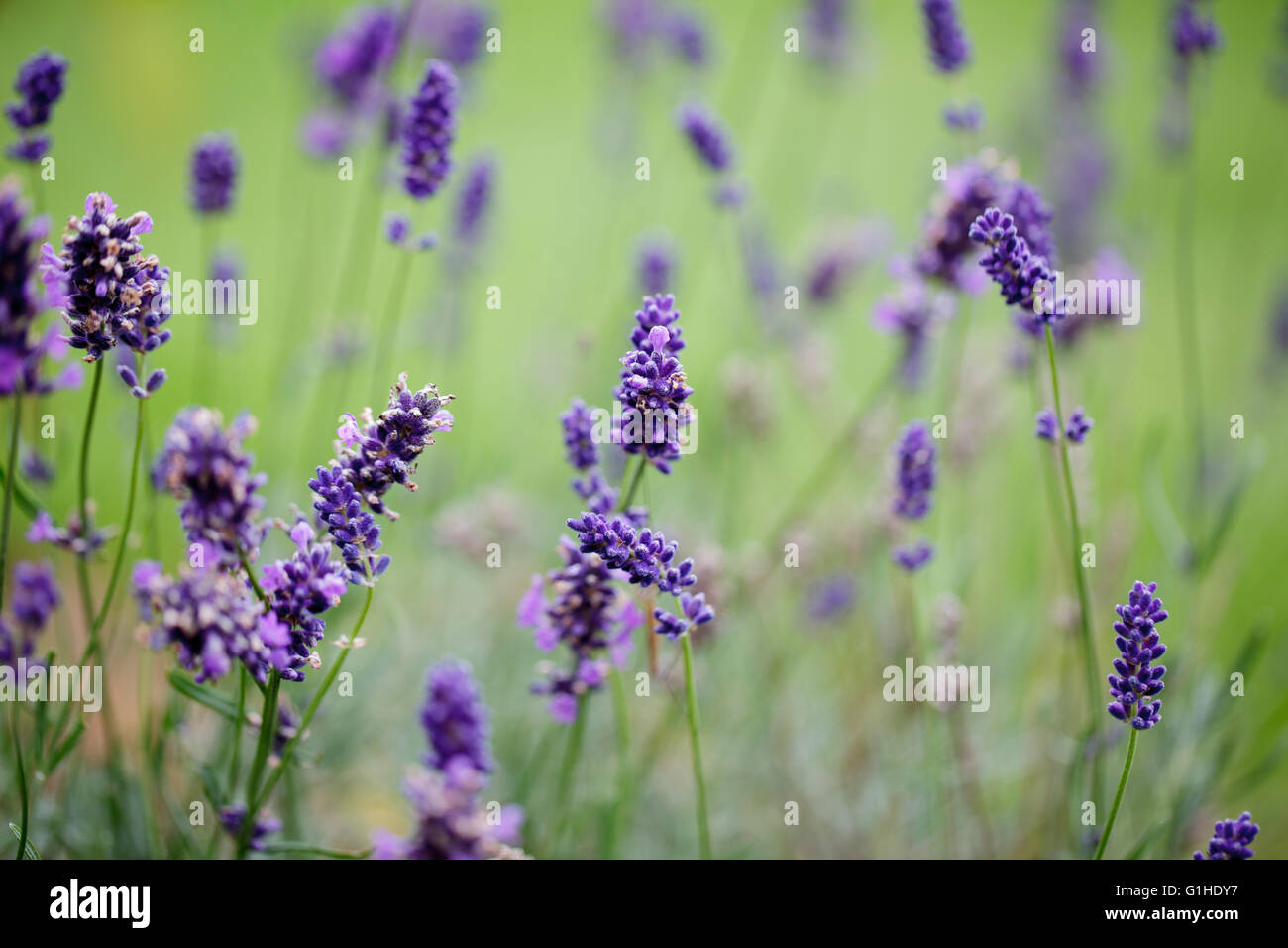 Lavender in Summer growing in the Garden Stock Photo