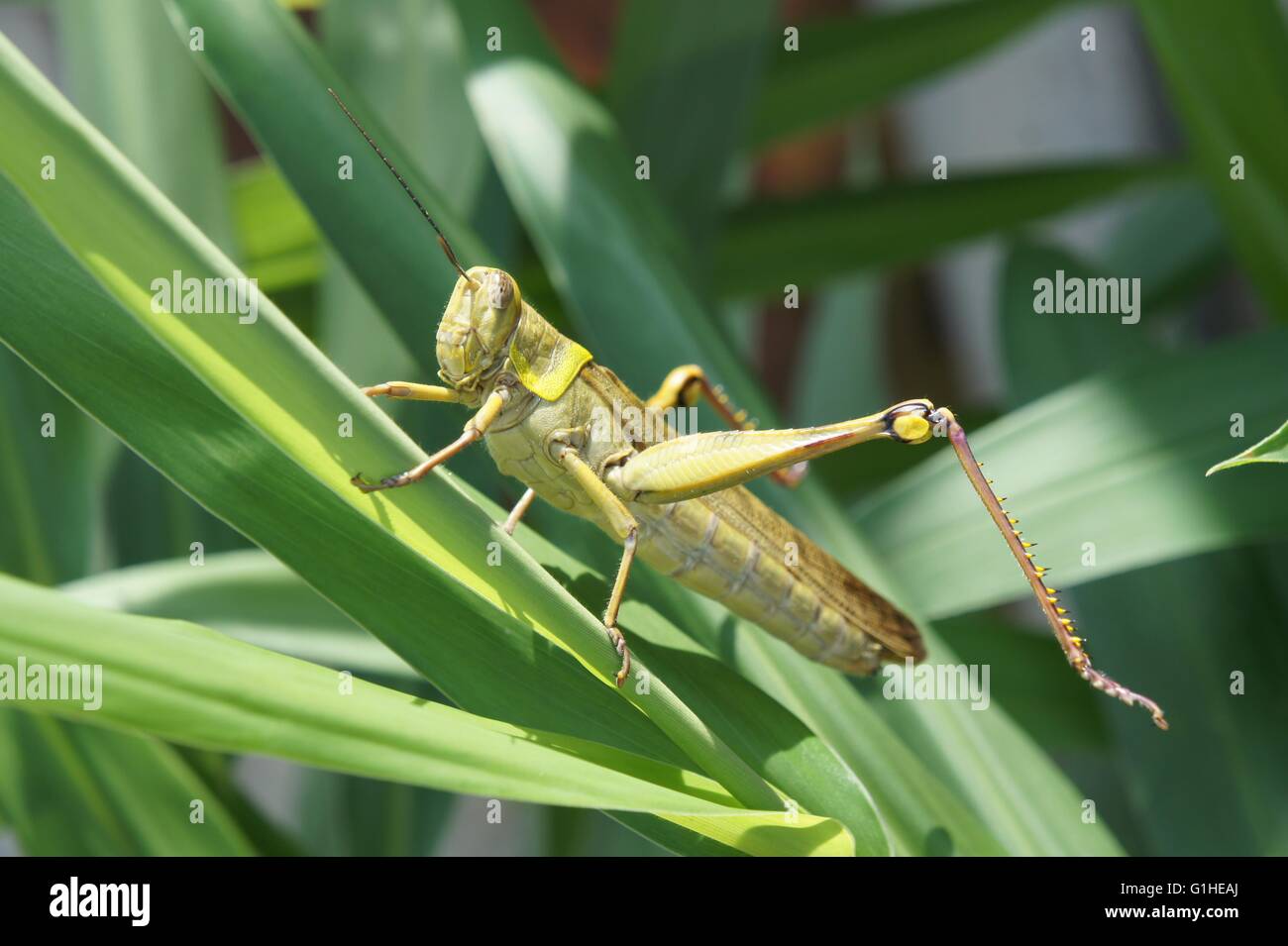 Green Grasshopper on Plant. Stock Photo
