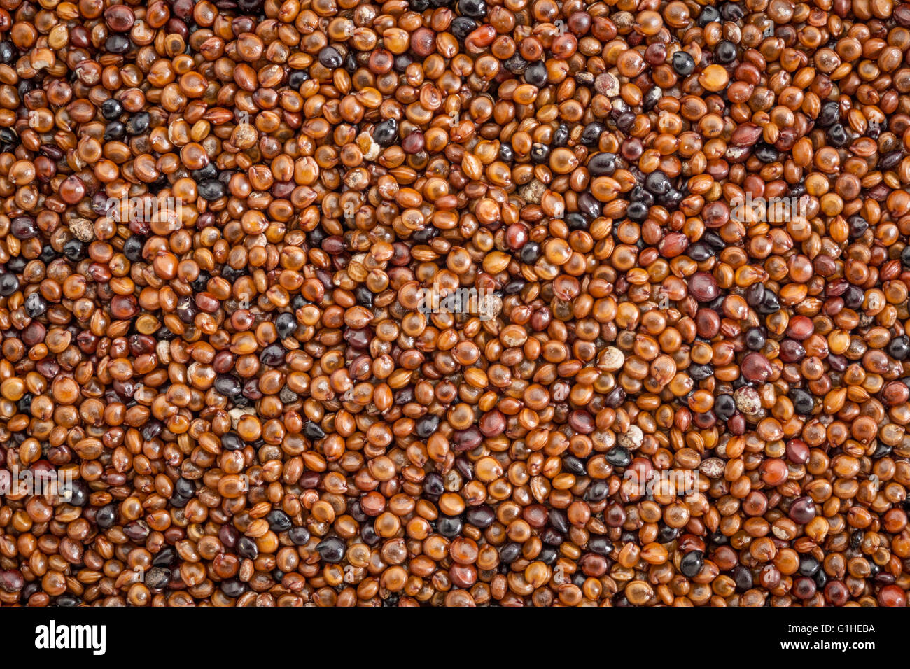 texture of kaniwa grain, gluten free, indigenous Andean food crop, life size macro Stock Photo