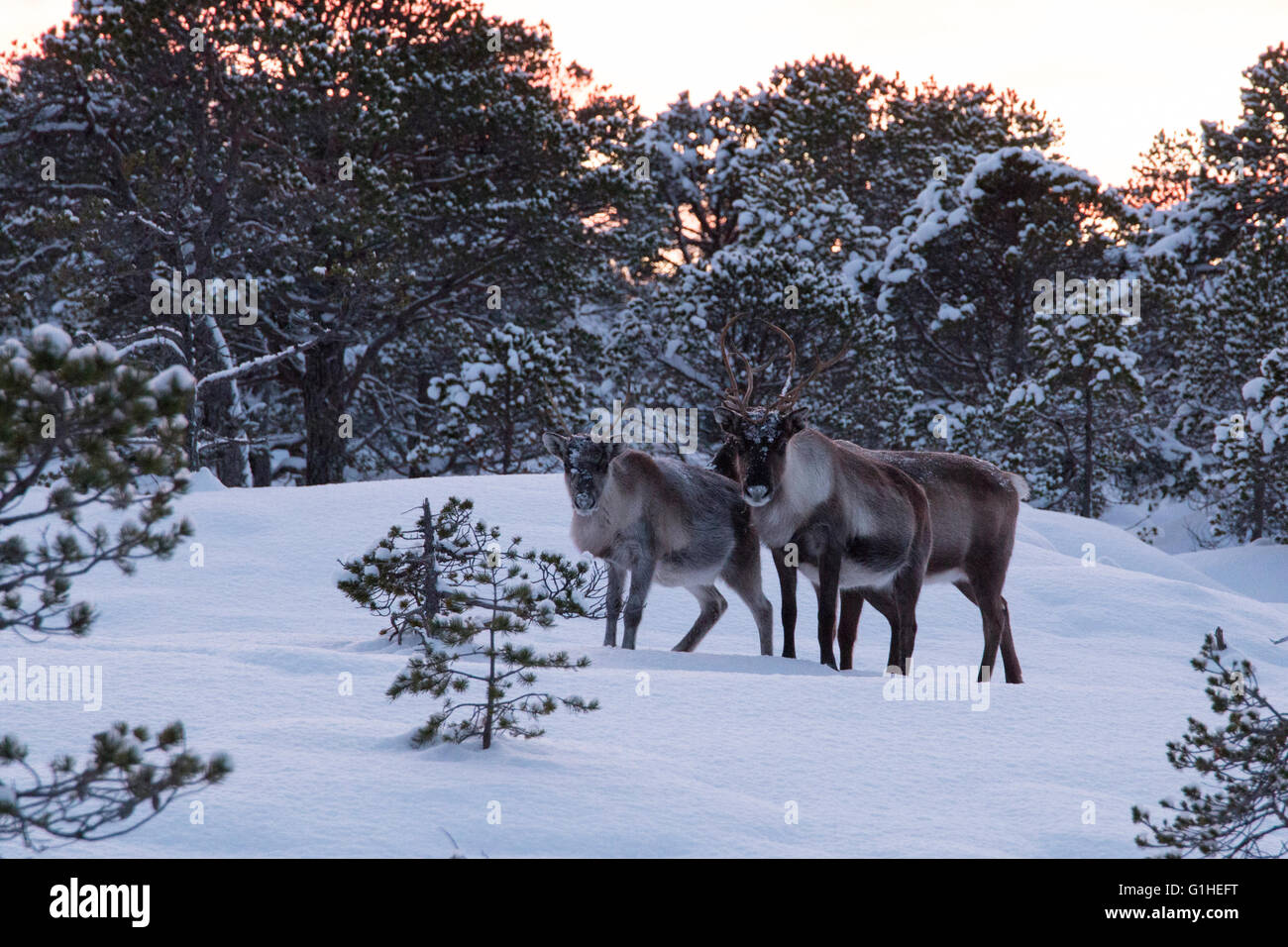 reindeer in winter forest Stock Photo