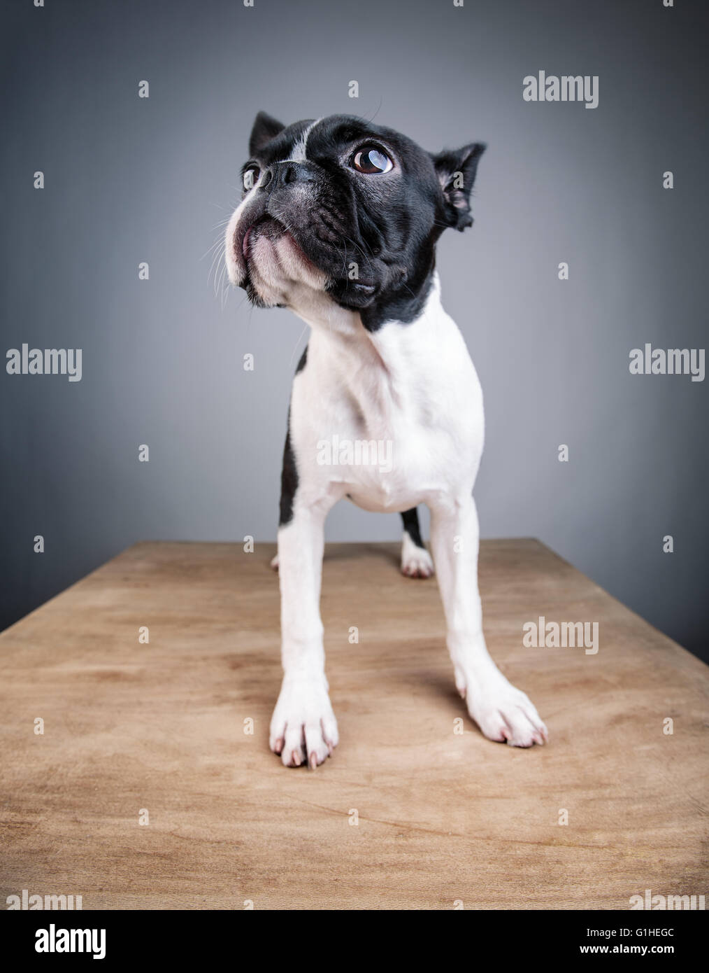 Wide Angle Lens Boston Terrier Studio Portrait Stock Photo