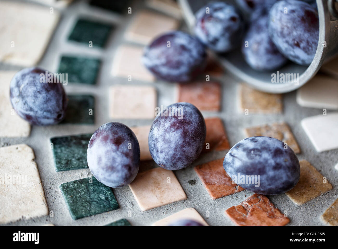 Fresh bright lilac colored Prunes harvested from Farm tree Stock Photo