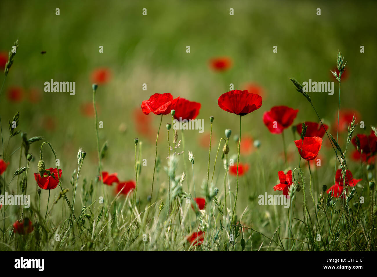 Poppy Meadow in Spring Stock Photo - Alamy