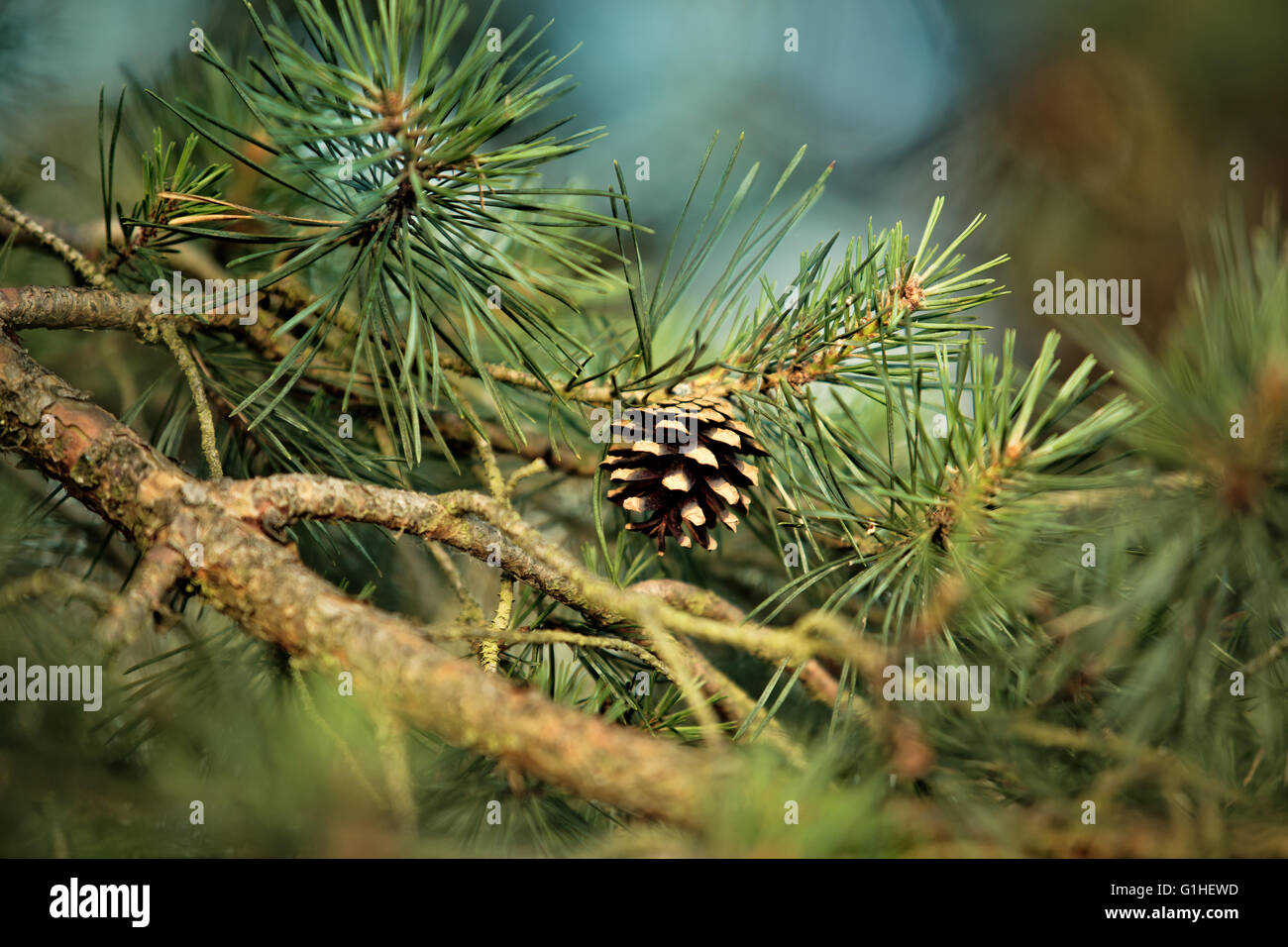 Branch of Pine Tree with needles and Pine Cone Stock Photo - Alamy