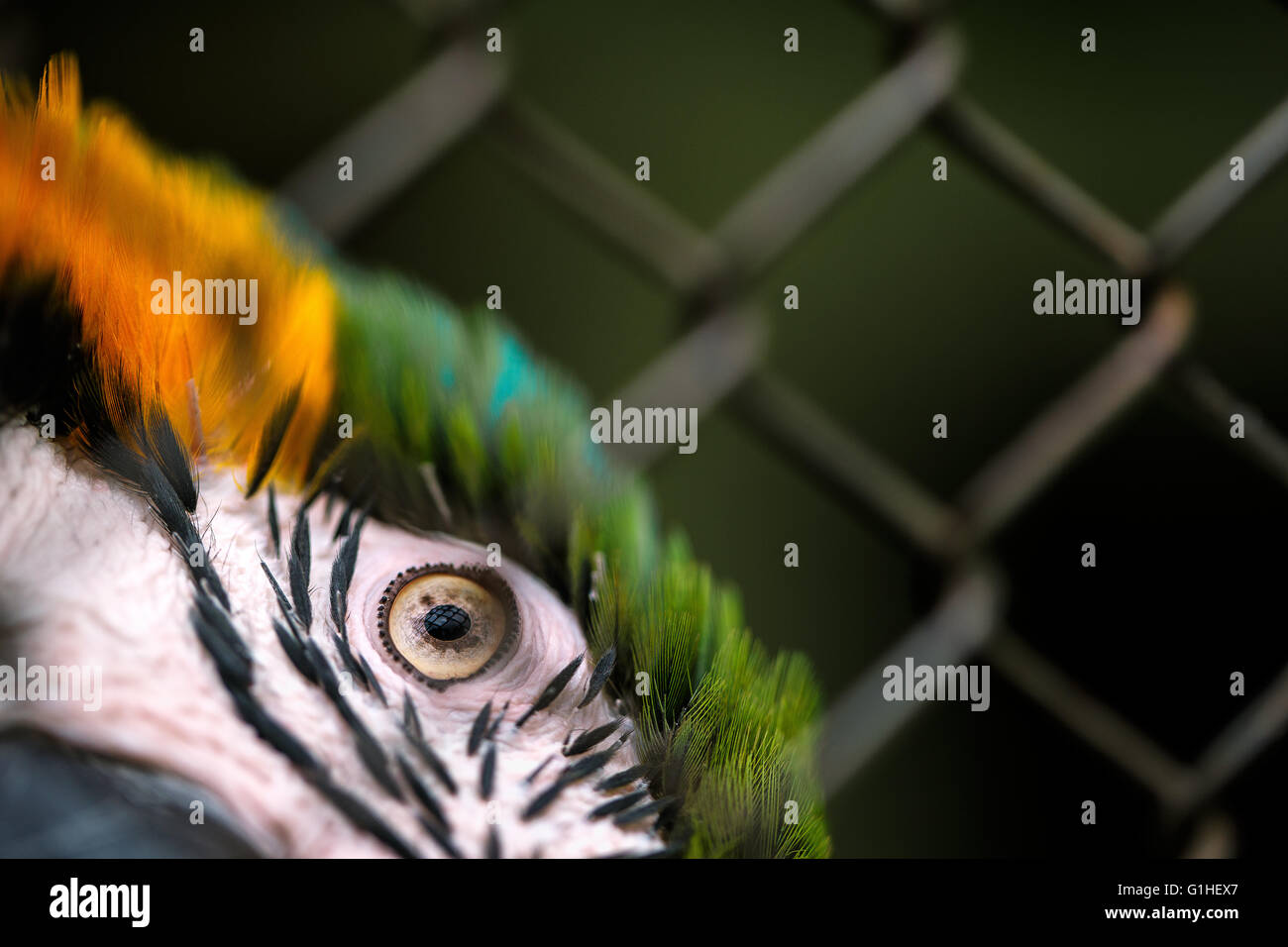 Image showcasing Blue and Yellow Ara Macaw in Cage Stock Photo - Alamy