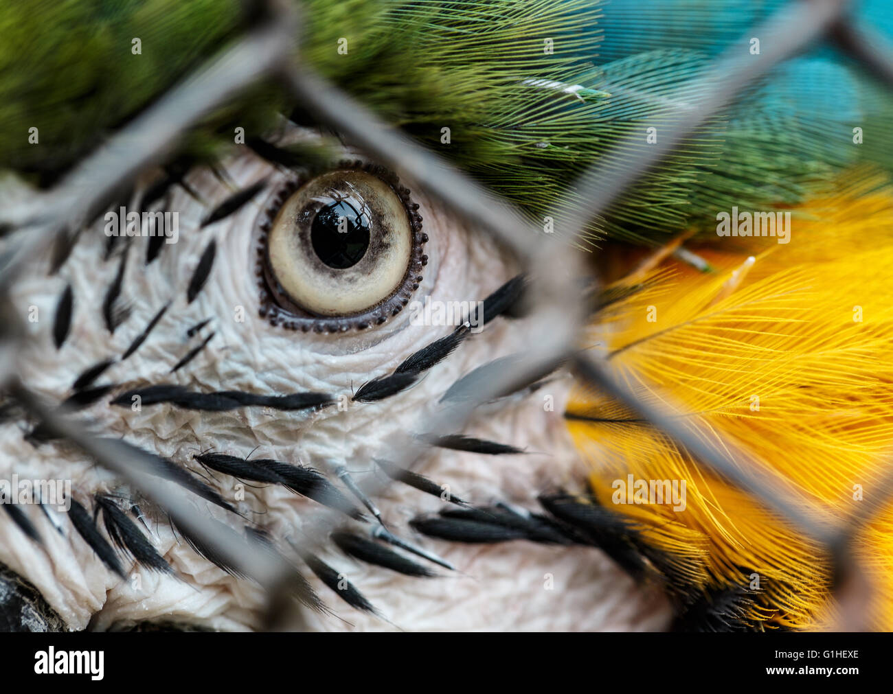 Blue and Yellow Ara Macaw in Cage Stock Photo - Alamy - Blue And Yellow Macaw Treehouse Cage