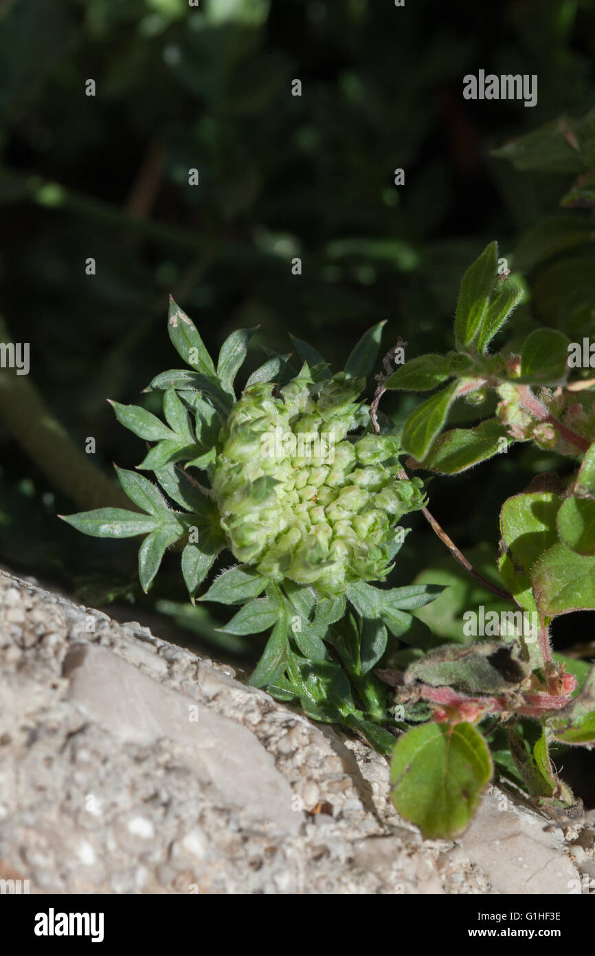 Daucus carota Stock Photo