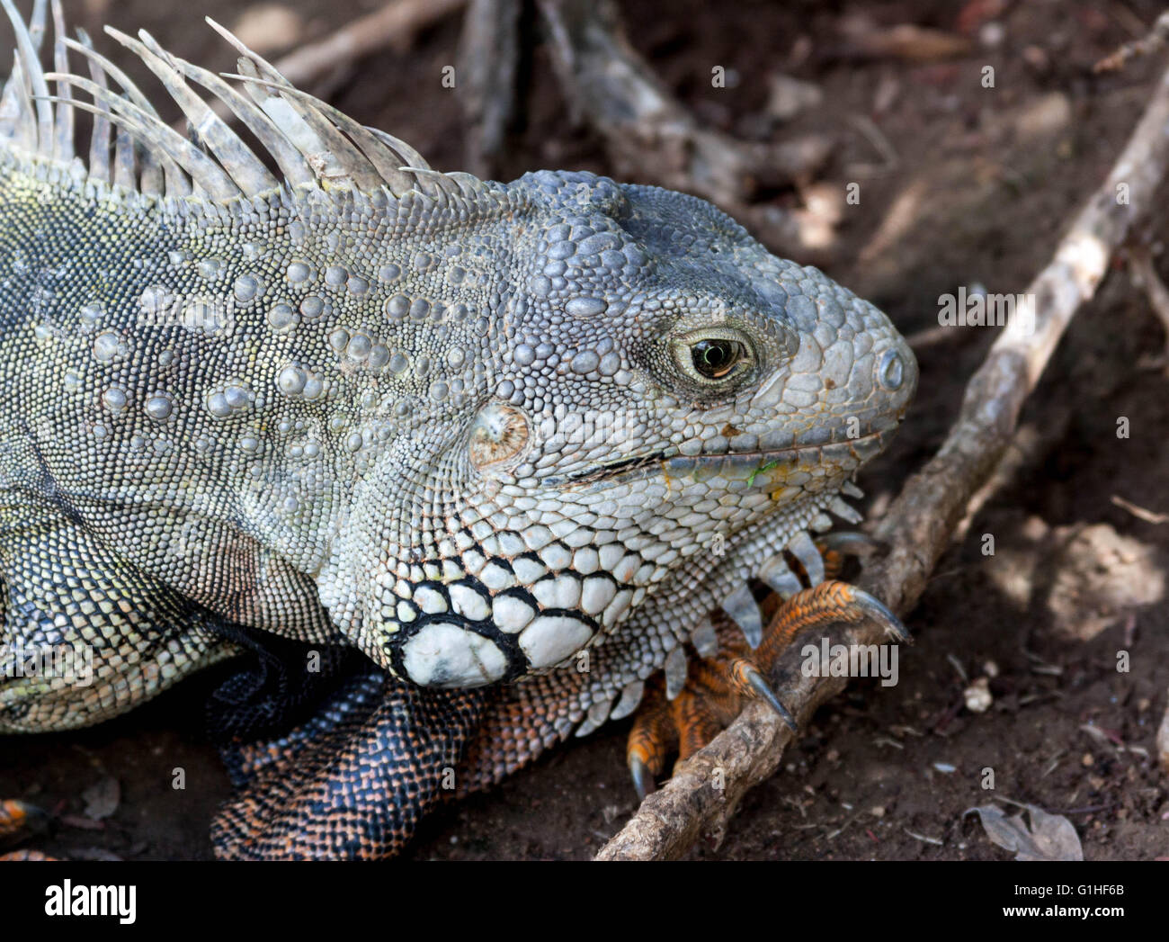 Iguana in Puerto Rico in the wild Stock Photo