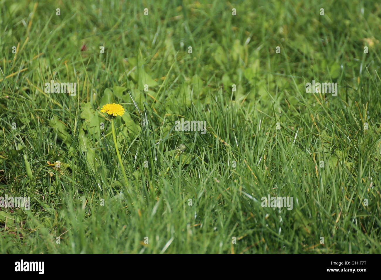 Daisy in front of dandelion hi-res stock photography and images - Alamy
