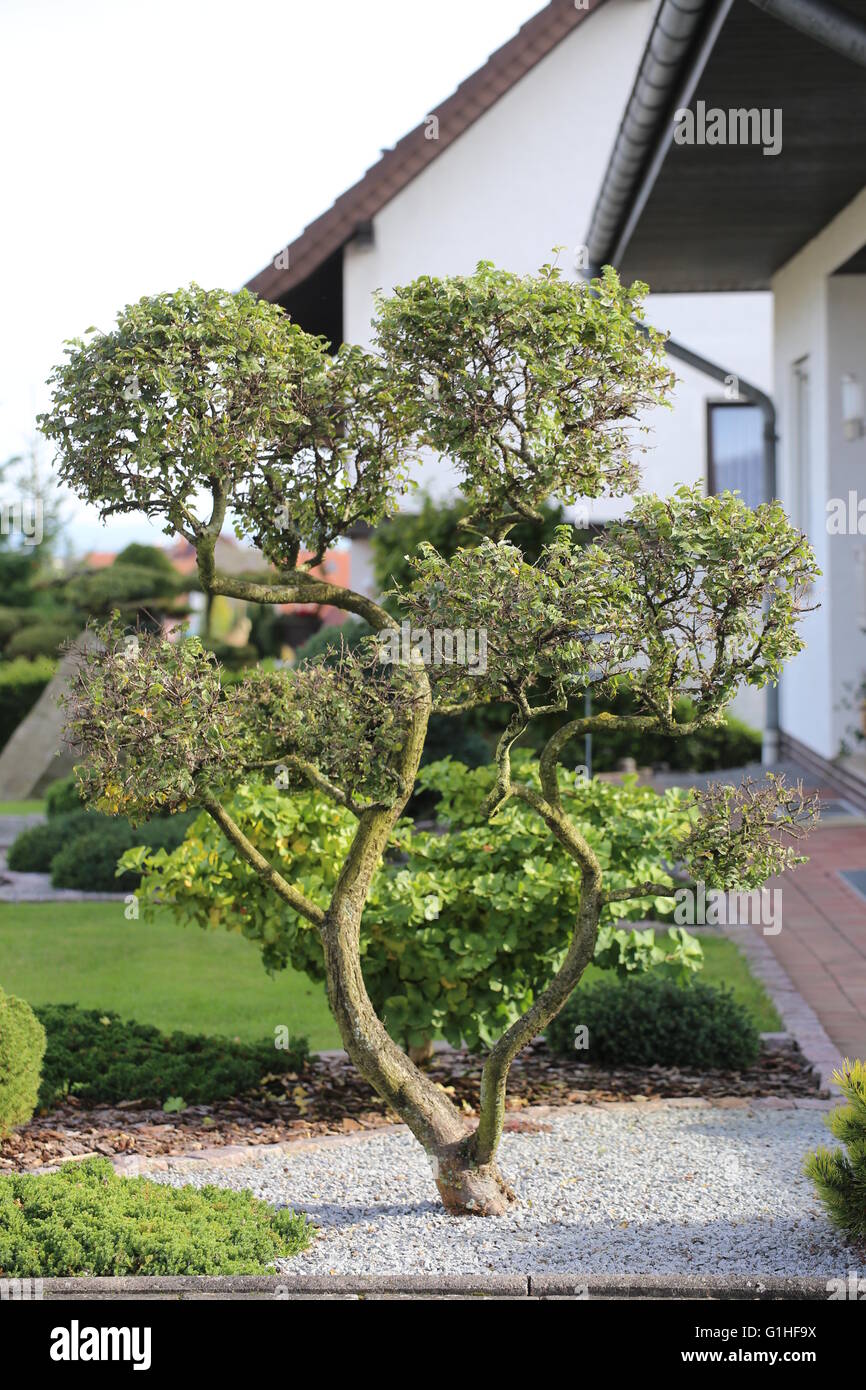 Small ornamental tree in bonsai style. Stock Photo