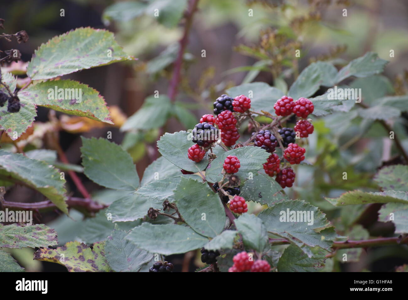 Ripe and red unripe blackberries (Rubus). Stock Photo