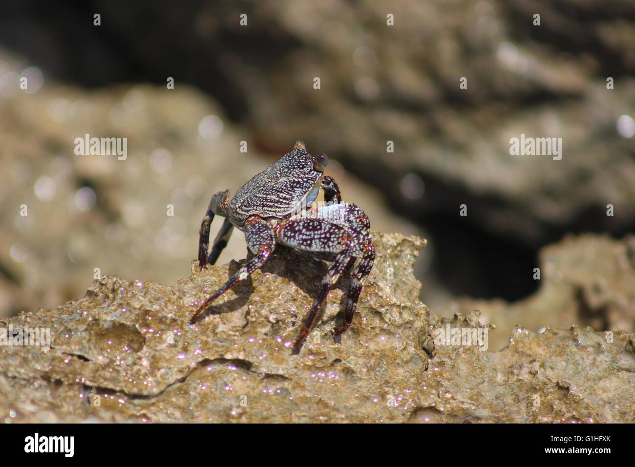 Shugguh crab on rocks in Barbados, Caribbean Stock Photo