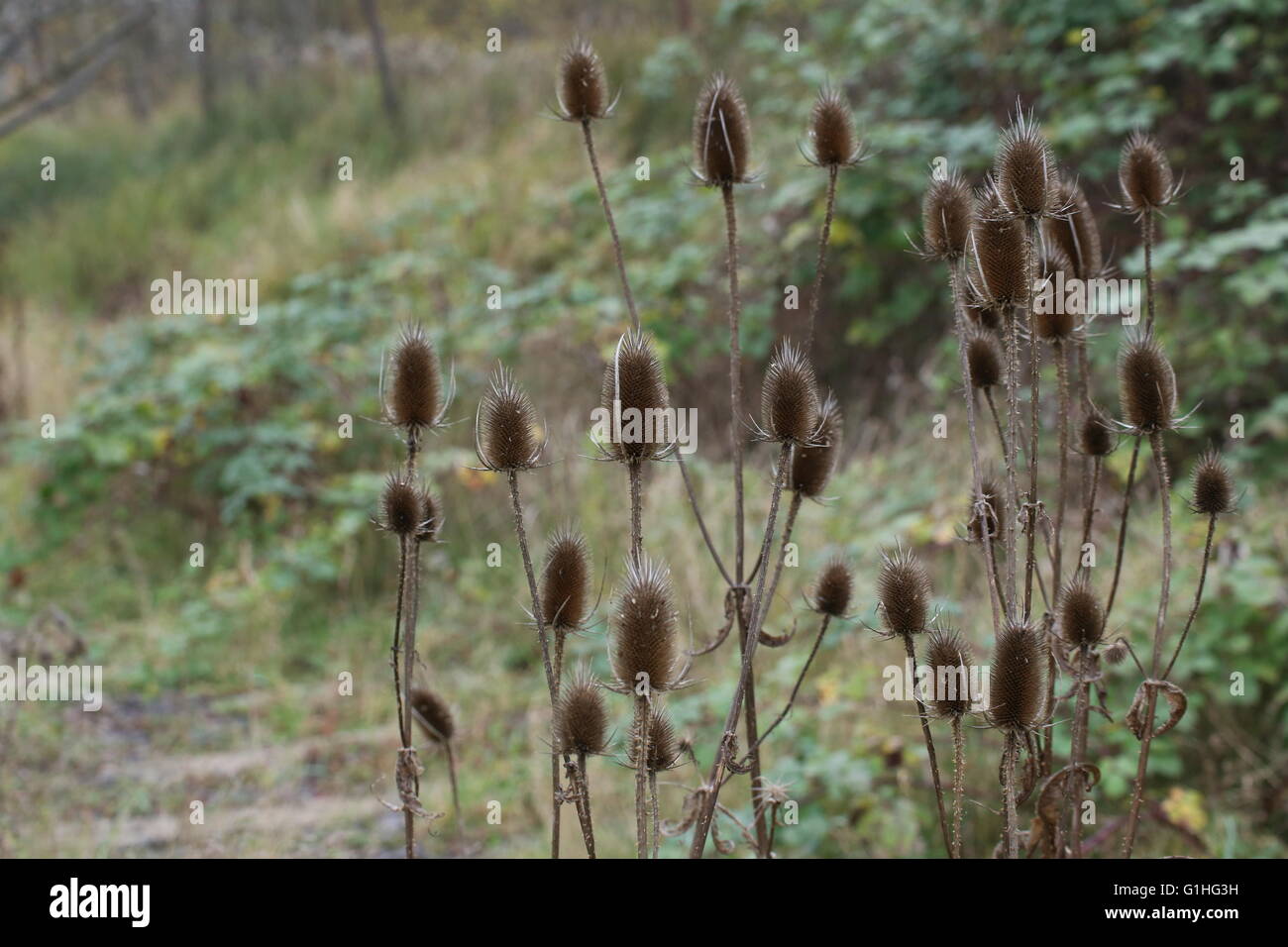 Wild teasel (Dipsacus fullonum syn. Dipsacus sylvestris) plant in autumn. Stock Photo