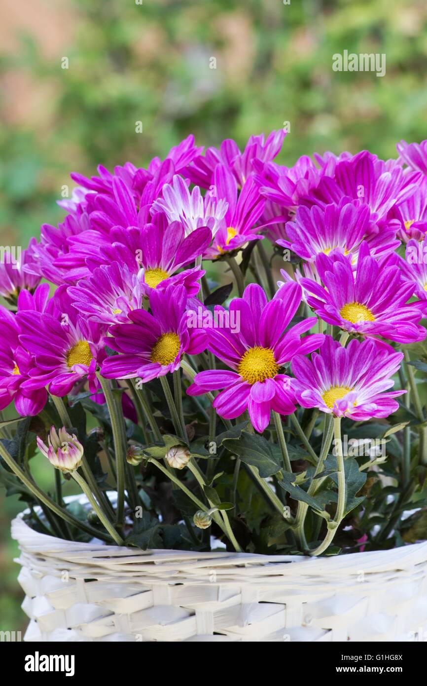 Pink chrysanthemum flowers in a basket Stock Photo Alamy