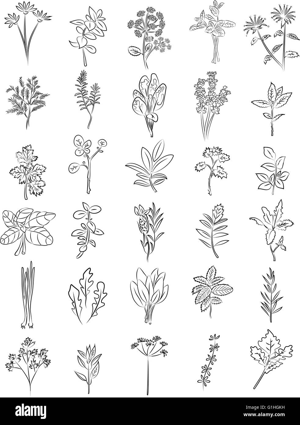 vector collection of fresh herbs in line art mode Stock Vector