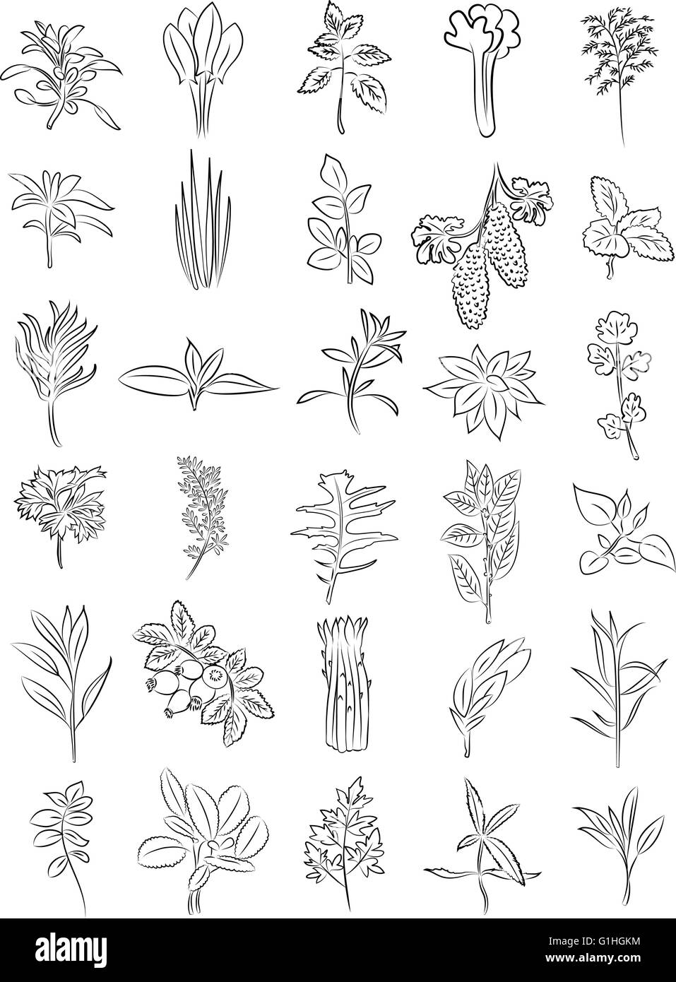 vector collection of fresh herbs in line art mode Stock Vector