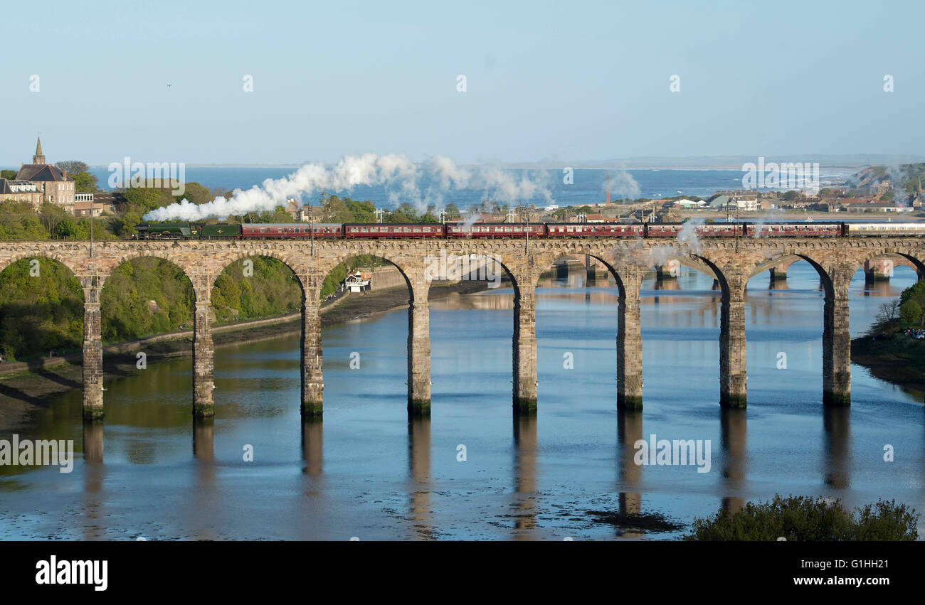 The Flying Scotsman crosses the Royal Border Bridge at Berwick upon Tweed on route between York and Edinburgh, on May 14th 2016. Stock Photo
