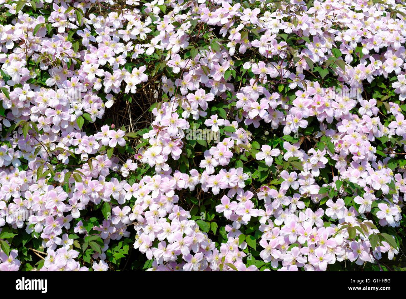 Close up of flowers on a Clematis Montana climbing plant Stock Photo