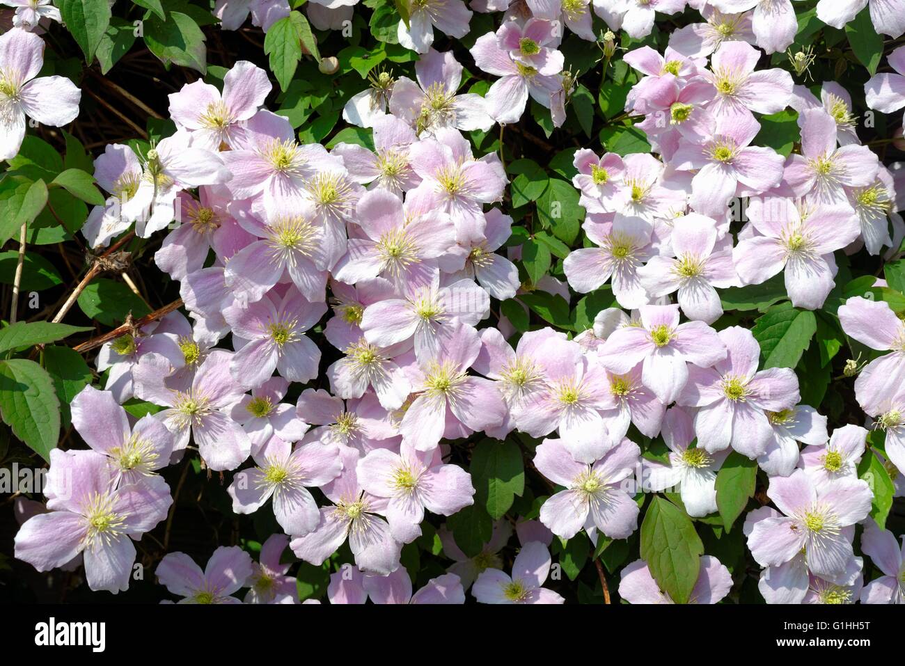Close up of flowers on a Clematis Montana climbing plant Surrey UK Stock Photo