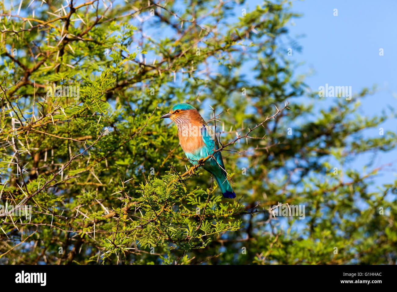 Indian Roller, a very colorful bird native of India. Stock Photo