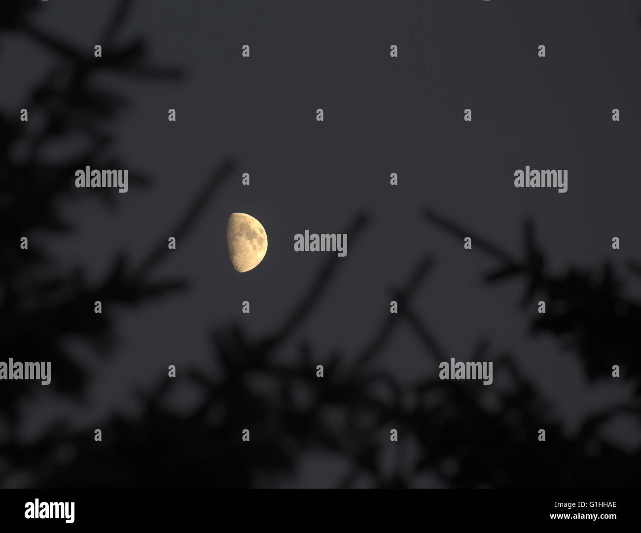 Partial moon with silhouette of coniferous twigs. Stock Photo