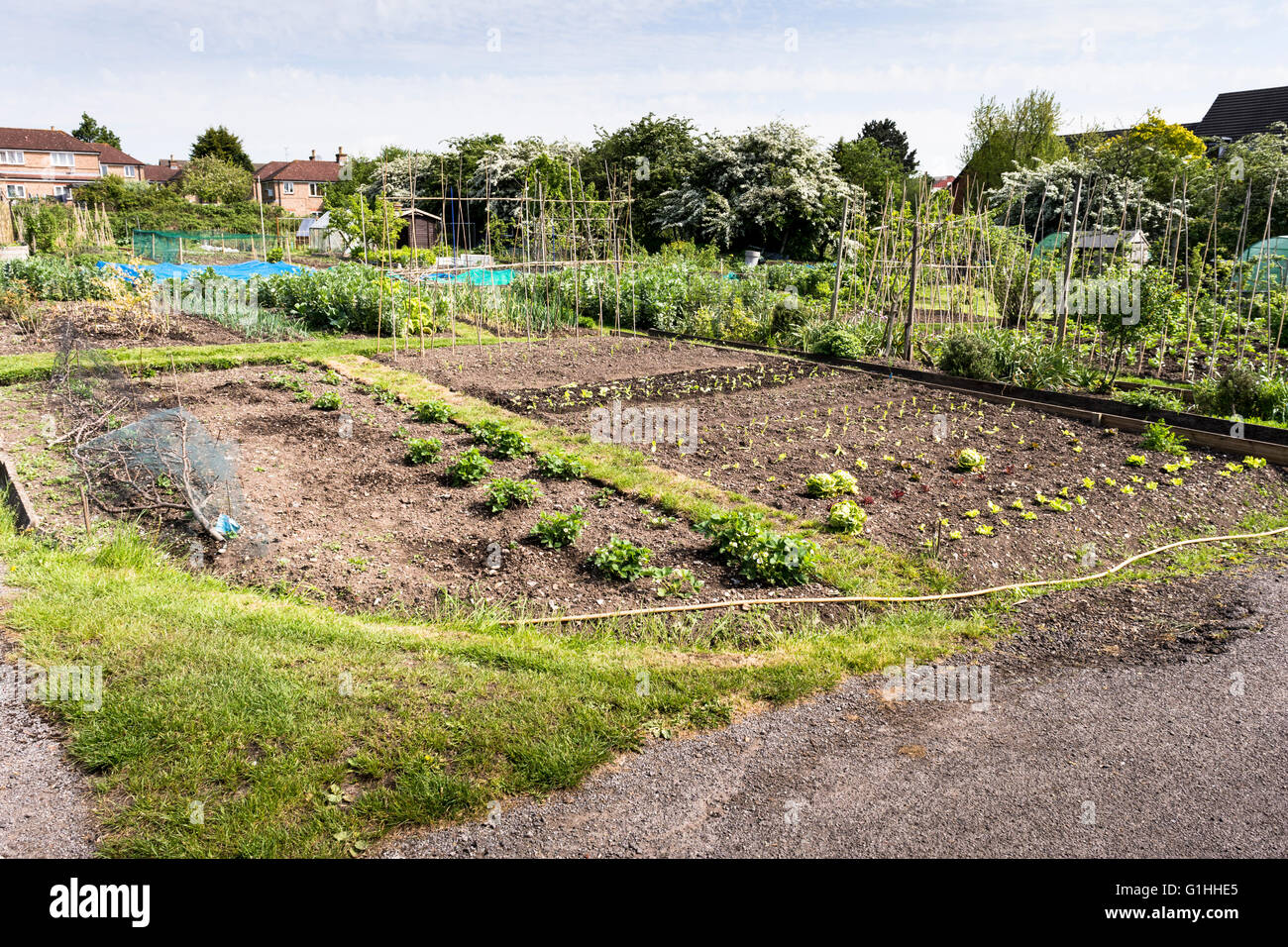 Well tended allotment garden in springtime. A plot of land for families to grow vegetables for personal use. Stock Photo