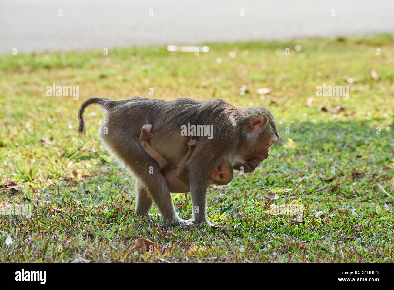 Female pig tailed macaque baby hi-res stock photography and images - Alamy