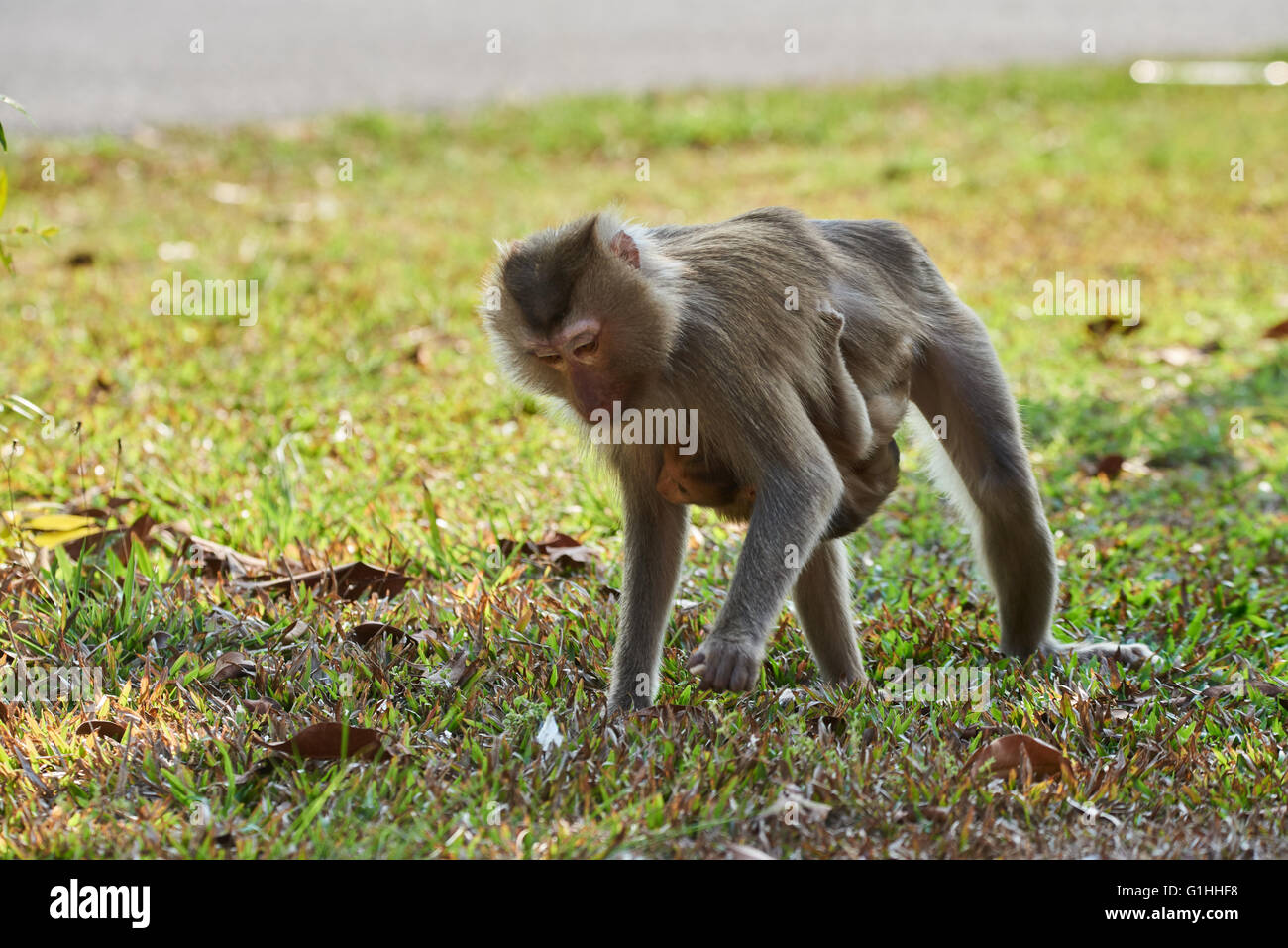Female pig tailed macaque baby hi-res stock photography and images - Alamy