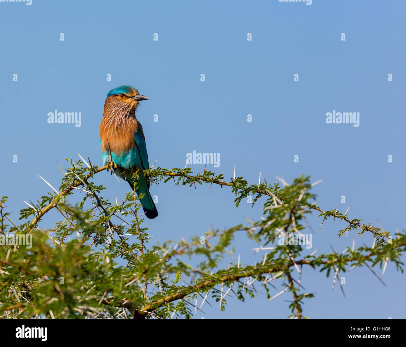 Indian Roller, a very colorful bird native of India. Stock Photo