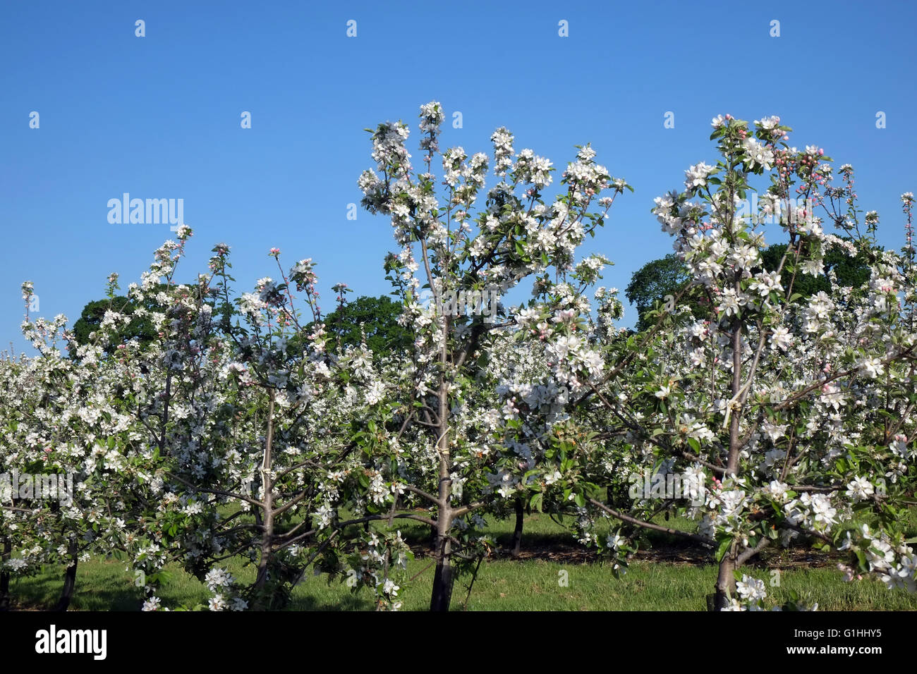 Cider apple trees in Orchards belonging to Thather's traditional